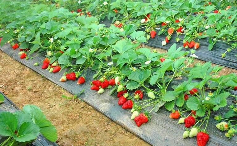 1号草莓采摘园